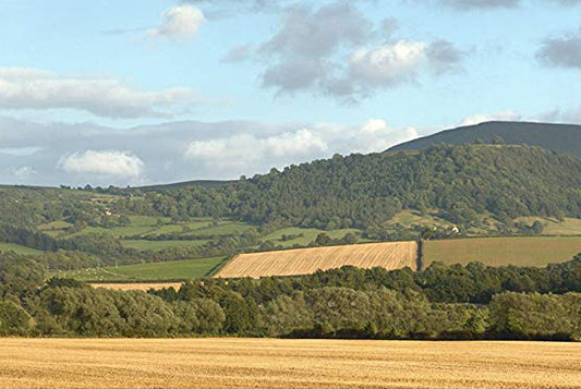 Harvest Hills 10ft Premium Backscene ID242/95313