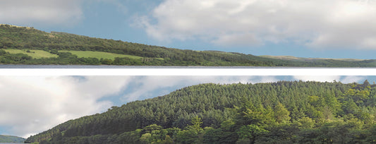 Forest Hills 10ft Backscene(Standard or self-adhesive) ID201B 95279/95340