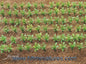 23386 25x Sugar Beet Plants 1:32 Scale by Juweela