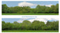 Just Trees 10ft Premium Self-Adhesive Backscene (Cat. P149A/95130)