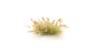 21 x Brown Seeding Grass Tufts by Woodland Scenics (Cat no. FS775)